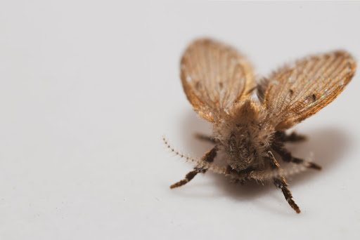 A close-up of a drain fly on a white surface.